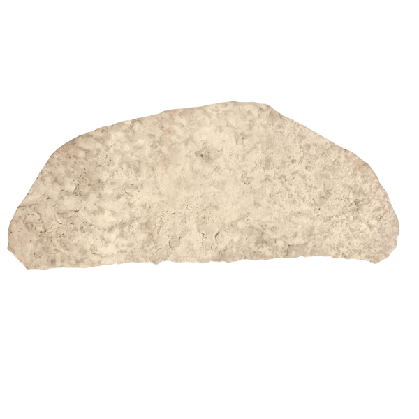 A picture of a seashell concrete stamp for sale with the image background cutout.
