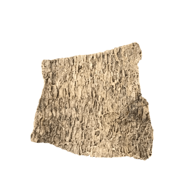 A picture of a tree bark concrete stamp for sale with the image background cutout.